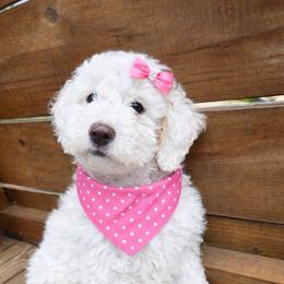 Holly - Cream female Goldendoodle puppy in Harlem, Georgia from Ivey's Poodles & Doodles