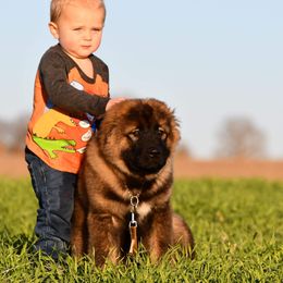 Caucasian Shepherd Dog Puppies from Sila V Krovi