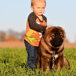 Caucasian Shepherd Dog Puppies from Sila V Krovi