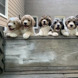 Bernedoodle and Poodle Puppies from SoFun Doodles & Poodles