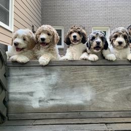 Bernedoodle and Poodle Puppies from SoFun Doodles & Poodles