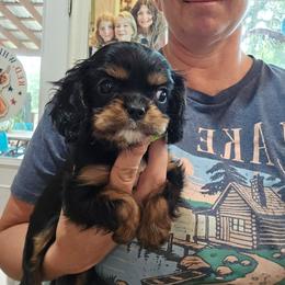 Lime green collar - Black and tan female Cavalier King Charles Spaniel puppy in Wimberley, Texas from Amazing AKC Puppies