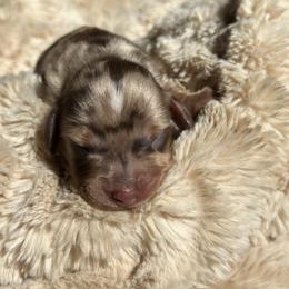 Stormy - Dapple male Dachshund puppy in California from Ranch Hand Weenies