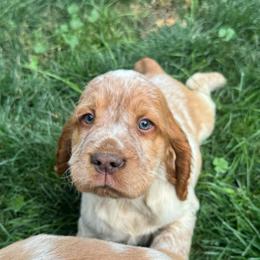 Fabio - Lemon and white male English Springer Spaniel puppy in Coeur D'alene, Idaho from Springer Hollow