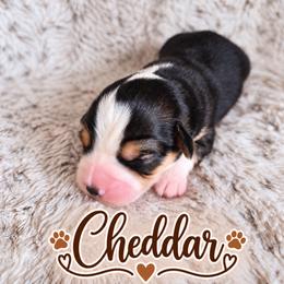 Cheddar - Black and tan male American Corgi puppy in Oak Harbor, Washington from Blackberry Hill Corgis