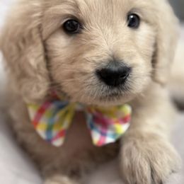 Goldendoodle, Golden Retriever, Poodle, and Shih Tzu Puppies from Platinum Paws Puppies