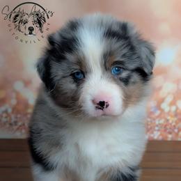 Destin - Blue merle male Australian Shepherd puppy in Fultonville, New York from Sandy Aussies & Pomeranians
