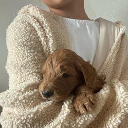 Teddy - Cream male Goldendoodle puppy in Pasco, Washington from Elm Road Farms