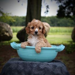 Bernedoodle and Cavapoo Puppies from Wag'in Tails