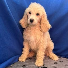 Black - White male Poodle puppy in Mauston, Wisconsin from Quiverfull Acres