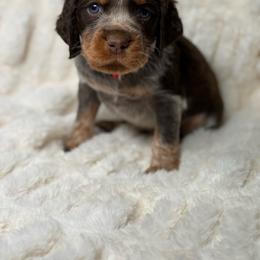 Red boy - Tri-Roan male English Springer Spaniel puppy in Fairfield, California from Goldridge Springers