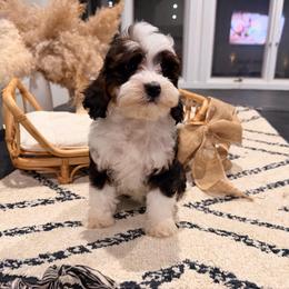 Raspberry lemon - Sable female Bernedoodle puppy in North Royalton, Ohio from Johnson's Doodles
