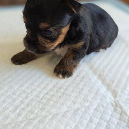 Olive's Boy 4 - Black and tan male Yorkshire Terrier puppy in Aiken, South Carolina from Sio's Yorkies