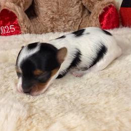Janet - Black tan and white female Biewer Terrier puppy in Stockbridge, Georgia from Jenn’s Georgia Morkies and Biewer Terriers