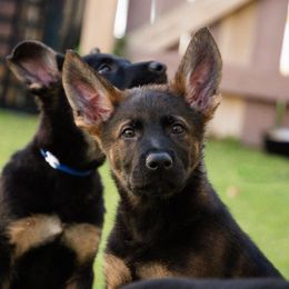 Boy 4 - German Shepherd puppy in Tamiami, Florida from Vom MontHaus