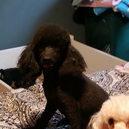 Waffles - Poodle
