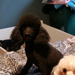 Waffles - Poodle