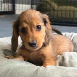 Van helsing - Red male Dachshund puppy in Tampa, Florida from EntityDachs