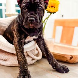 Red Girl - Black brindle female Cane Corso puppy in St. Augustine, Florida from Ancient City Cane Corso