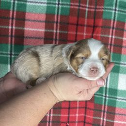 Female red Merle - Red merle female Toy Australian Shepherd puppy in Hillsboro, Illinois from Shoal Creek Puppies