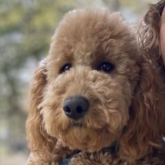 Goldendoodles from Crystal's Goldendoodles