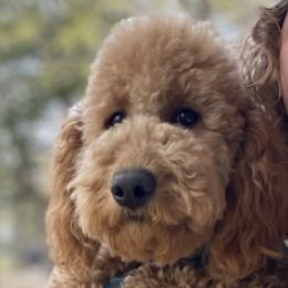 Goldendoodles from Crystal's Goldendoodles