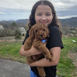 Knox - Red  male Goldendoodle puppy in Bristol, Tennessee from 4goldendoodles