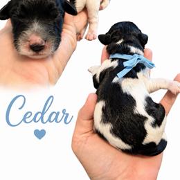 Cedar - Black and white male Saint Berdoodle puppy in Garland, Texas from Brewer's Doodles and French Bulldogs