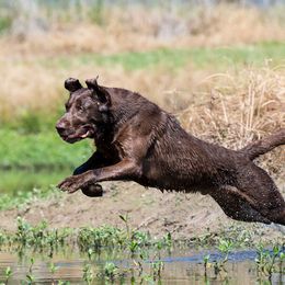 Labrador Retriever All Grown Up from Champion Retrievers