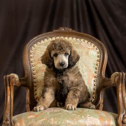 Poodle Puppies from Setting the Standard Poodles