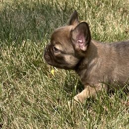 French Bulldog Puppies from Christie's Frenchies