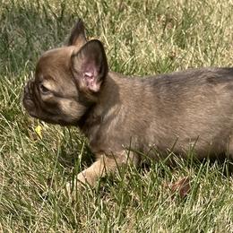 French Bulldog Puppies from Christie's Frenchies