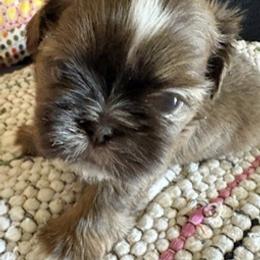 Heath - Liver and white male Shih Tzu puppy in Modoc, Kansas from Karla Sauer