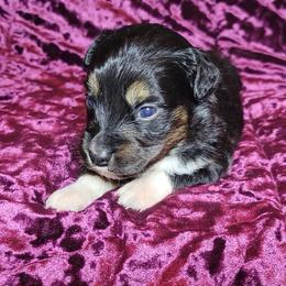 Galena - Black tri female Miniature Australian Shepherd puppy in Sunbury, Pennsylvania from Elemental Mini Aussies