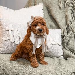 Burgundy collar girl - Red  female Goldendoodle puppy in Spokane, Washington from Dream Doodles in Spokane WA