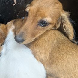 Red 2 - Red male Dachshund puppy in Tulsa, Oklahoma from Eternal Puff AKC Lhasa Apsos OR AKC Miniature Long Haired Dachshunds