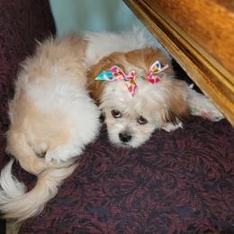 Aurora Gale - Blenheim female Cavatzu puppy in Salt Lake City, Utah from Pulley Puppies