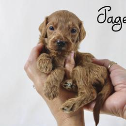 Jager - Red  male Goldendoodle puppy in Casa Grande, Arizona from AzDoodle Dandies
