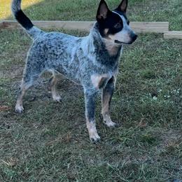 Kobe - Blue speckled male Australian Cattle Dog puppy in Waterloo, South Carolina from Star Ranch Australian Cattle Dogs