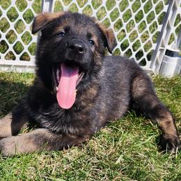 Boy 5 (Orange) - Sable male German Shepherd puppy in Genoa, Illinois from vom ehrenSchutz German Shepherds