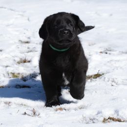 Labrador Retriever Puppies from Linro Labradors