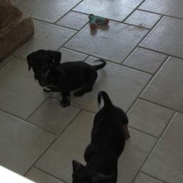 Dachshund puppies from Lori's Cavalier King Charles Spaniels & Dachshunds