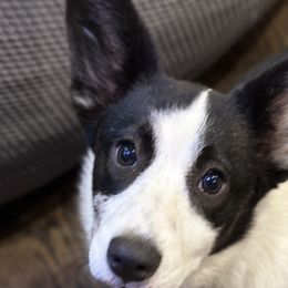 Blue - Cardigan Welsh Corgi
