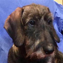 Dachshund Puppies from Willowood-Sandale Dachshunds