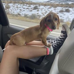 Dachshund Puppies from M & M Breeding