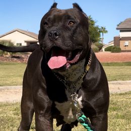 American Bullies from Forgiati American Bullies