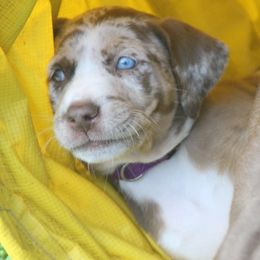 Catahoula Leopard Dogs from Suzanne White's Catahoula Leopard Dogs