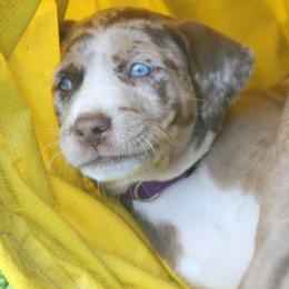 Catahoula Leopard Dogs from Suzanne White's Catahoula Leopard Dogs