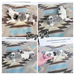 Boy 1 - Blue merle and white male Cardigan Welsh Corgi puppy in Natchitoches. La, Louisiana from Bleu Bayou Corgis