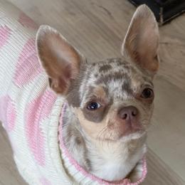 Kira - Chihuahua